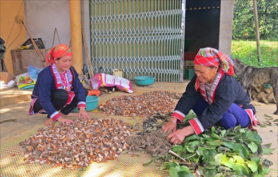 Bà Phượng Thị Lai và Phàn Mùi Khiếu, xã Tân Thành, huyện Hàm Yên, tỉnh Tuyên Quang băm những cây dược liệu phơi khô. 
