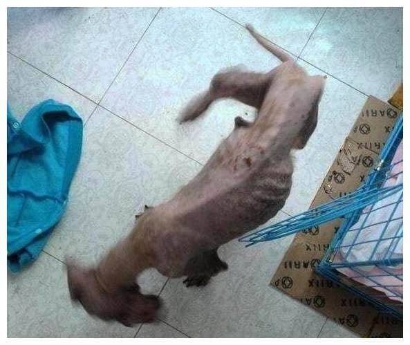 Người đàn ông nhặt được một chú chó hoang và gửi vào cửa hàng thú cưng để  tắm, nhưng ông chủ đã nói một câu khiến dân tình tiếc hùi hụi