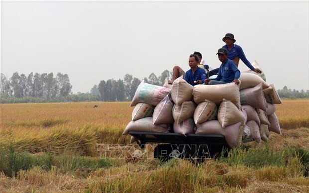 Thu hoạch lúa Đông – Xuân 2020-2021 ở xã Định Hòa, huyện Nông thôn mới Gò Quao, Kiên Giang.