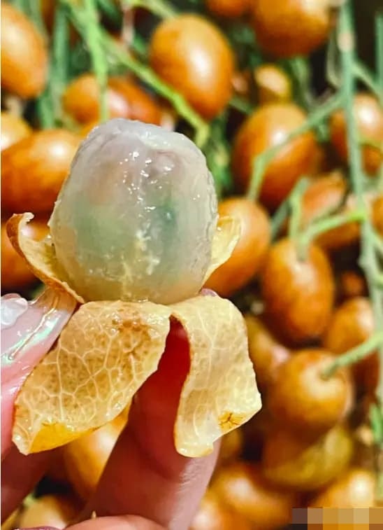 quất hồng bì 1