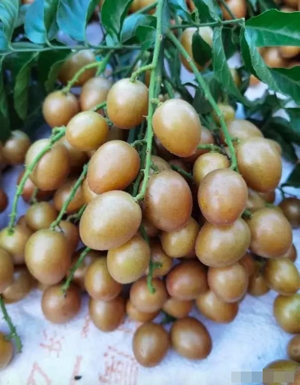 quất hồng bì 2