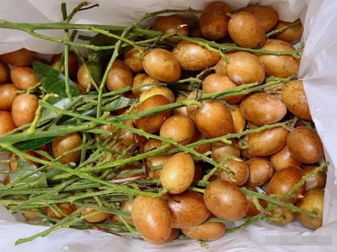 quất hồng bì 0