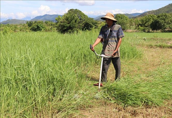 Anh Chamaléa Hơ trồng cỏ để chủ động nguồn thức ăn cho gia súc trong mùa nắng nóng, khô hạn.