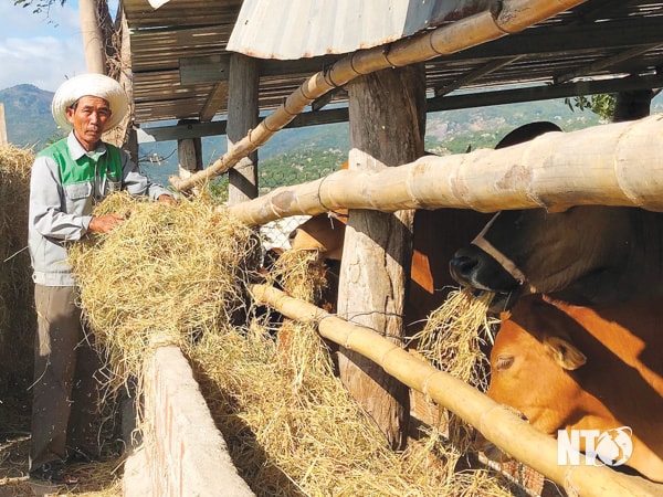 Chăn nuôi bò thịt, bò giống được đồng bào dân tộc Raglai tạo phong trào thi đua sôi nổi.