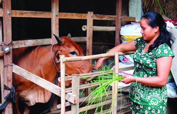 Gia đình chị Thạch Chanh Sa Mi ở xã Đa Lộc, huyện Châu Thành (Trà Vinh) được vay 20 triệu đồng để trồng trọt và chăn nuôi. 