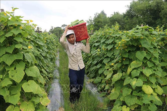 Nông dân huyện Trà Cú, Trà Vinh trồng màu cho thu nhập 40 triệu đồng/ha/năm, tăng 4 lần so với trồng lúa trước đó. 