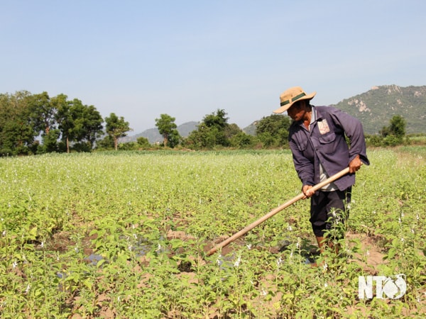 Ở xứ nóng Ninh Thuận, người dân thường trồng cây Mè đen (vừng đen).