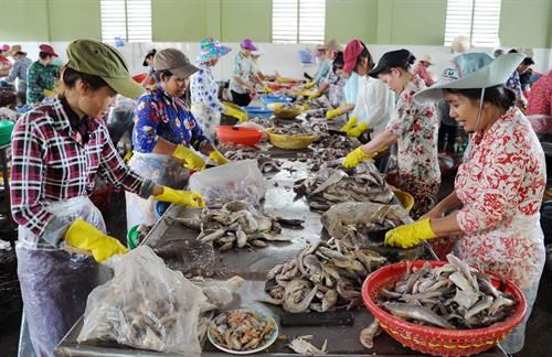 Sơ chế cá tại một doanh nghiệp sản xuất Thủy hải sản xuất khẩu của thị trấn Định An, Huyện Trà Cú, tỉnh Trà Vinh, tạo việc làm ổn định cho hàng trăm lao động người Khmer địa phương.