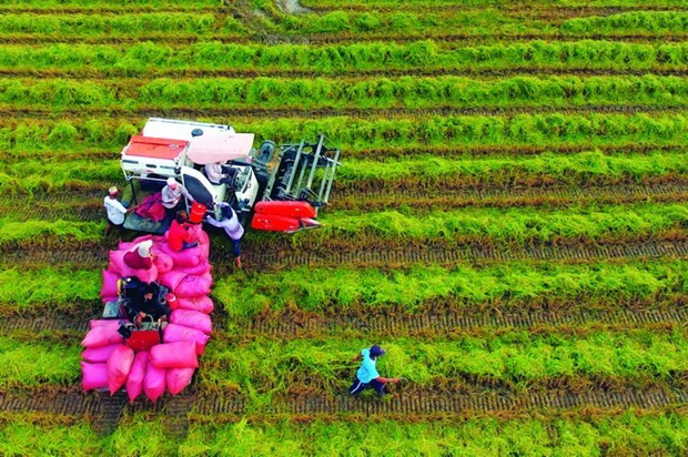 Thu hoạch lúa bằng máy gặt đập liên hợp tại xã Phước Hưng, huyện Trà Cú (Trà Vinh). 