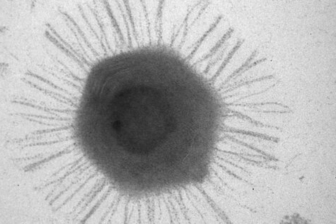 Phát hiện virus khổng lồ dưới Rãnh Mariana sâu nhất Trái Đất