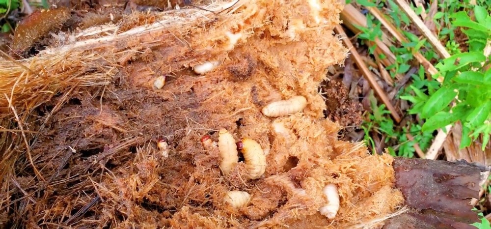 Đuông dừa được lấy trong cổ hủ dừa, nó hút sạch những chất dinh dưỡng bên trong thân cây. (Ảnh: Internet)