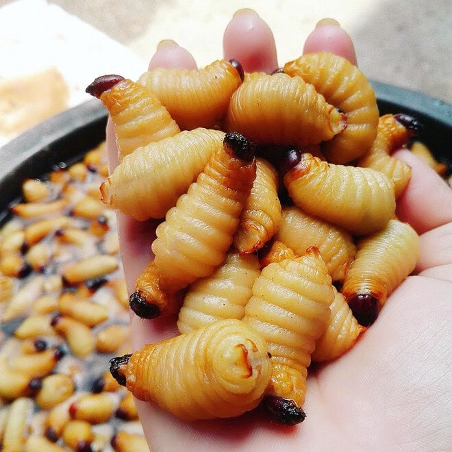Những con đuông dừa béo núc. (Ảnh: Internet)