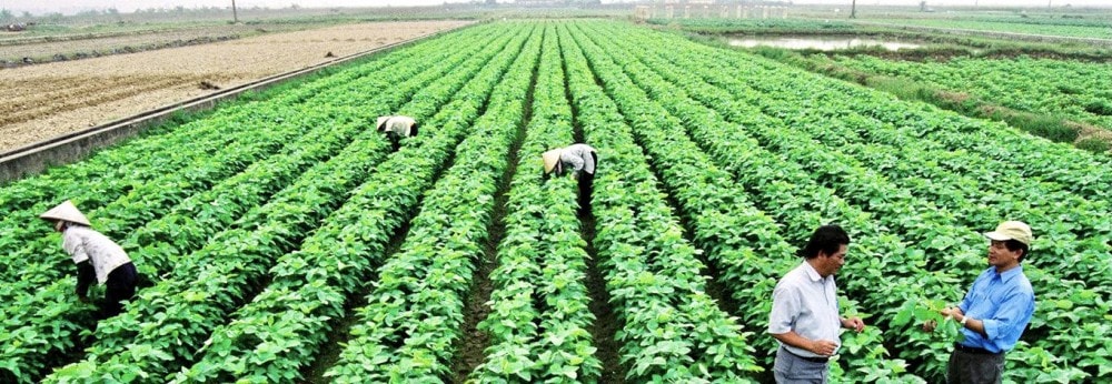 Những cánh đồng Kon Rẫy được áp dụng kỹ thuật mới cho hiệu quả kinh tế cao.