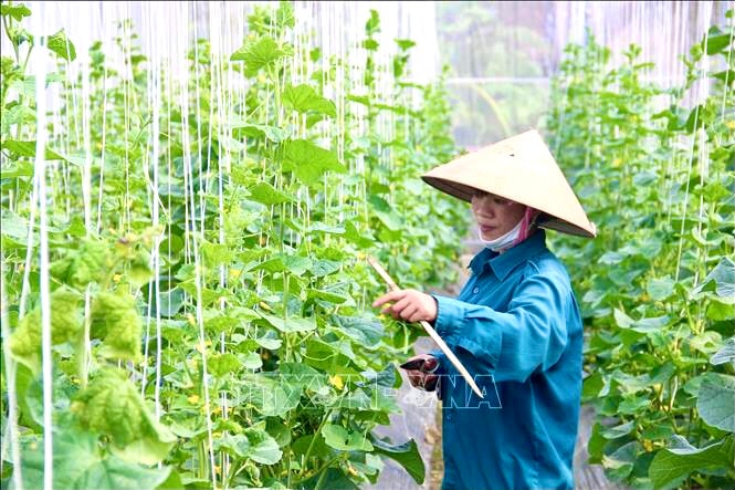 Nông dân trồng dưa lưới trong nhà màng đảm bảo tiêu chuẩn sinh trưởng và cho sản phẩm chất lượng.