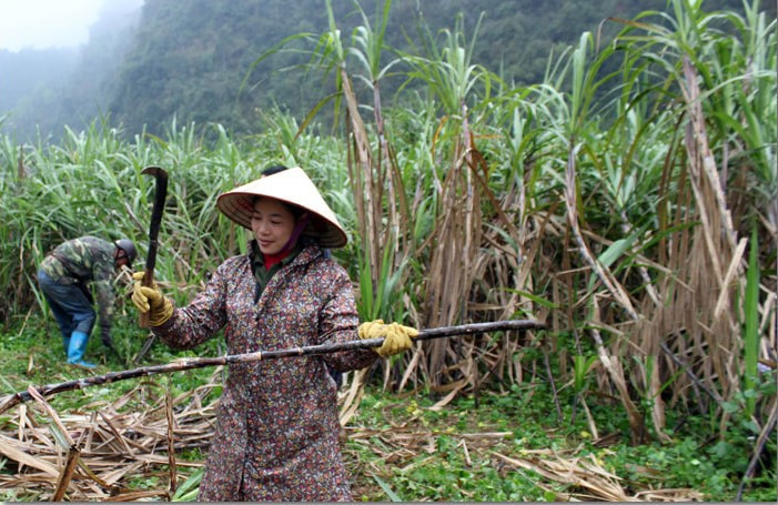 Việc trồng mía những năm qua đã giúp người dân xã Chí Minh, huyện Tràng Định, Lạng Sơn từng bước nâng cao đời sống.