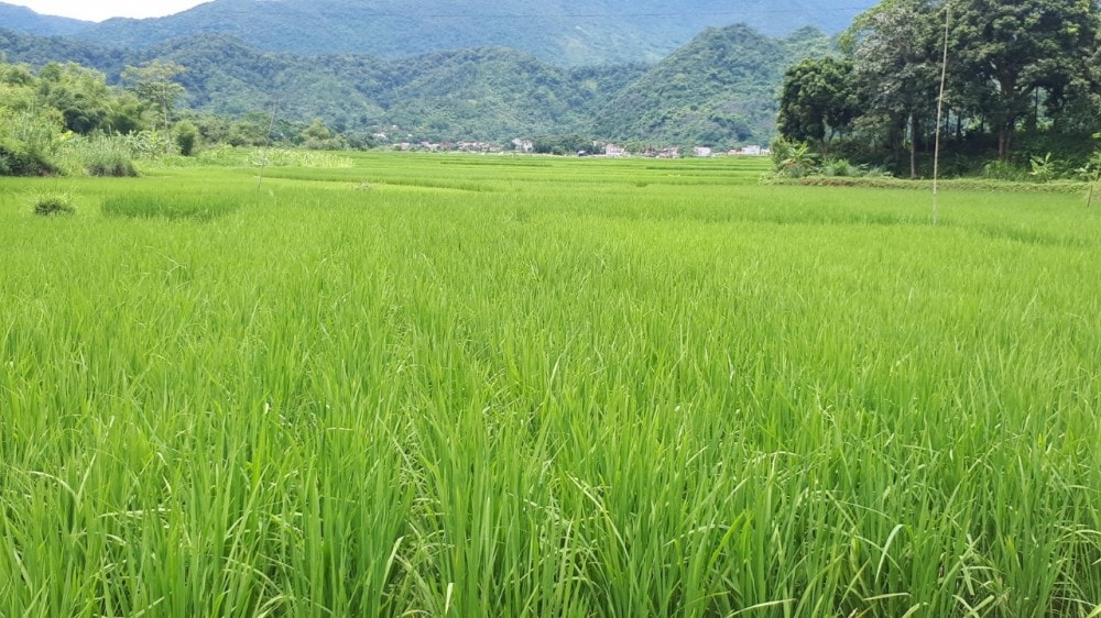 Cánh đồng lúa xanh mướt, trải dài trong nắng.
