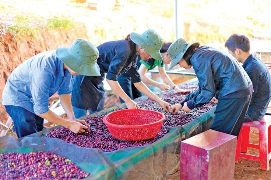Cà phê được hái chín, phân loại.