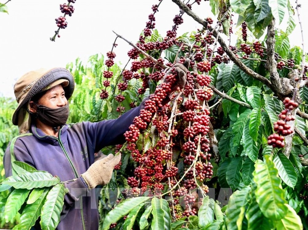 Nông dân Tây Nguyên xóa nghèo và đi lên làm giàu từ trồng cà phê.