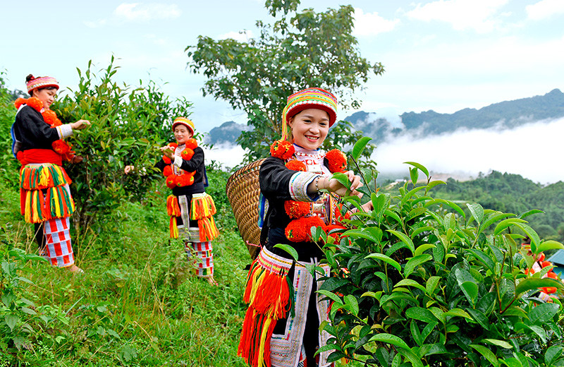 Xã Sơn Phú (Na Hang, Tuyên Quang) lựa chọn sản phẩm chè Shan tuyết làm sản phẩm OCOP của xã.