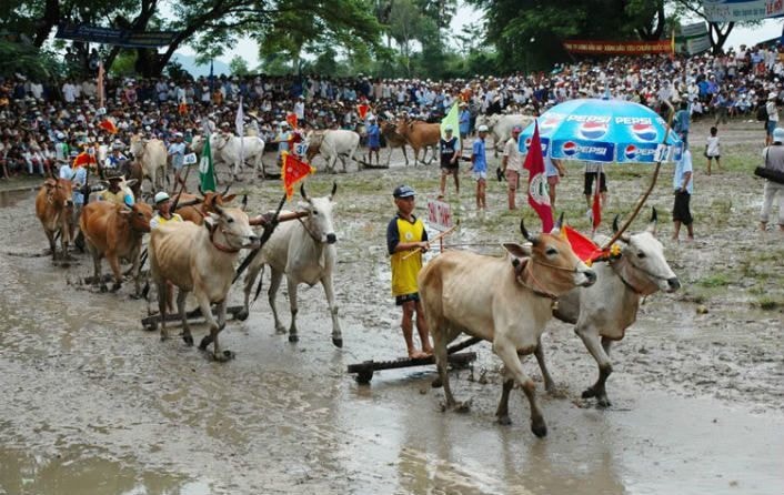 Năm 2016, lễ hội đua bò vùng Bảy Núi được Bộ Văn hóa, Thể thao và Du lịch công nhận là di sản văn hóa phi vật thể cấp quốc gia. (Ảnh: Internet)