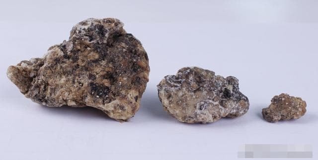 ca-voi (1).jpg 1