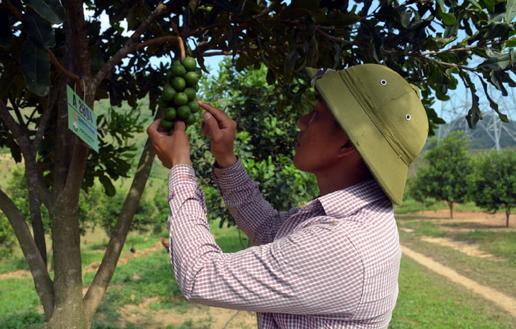 Công nhân Công ty Cổ phần Macadamia Ðiện Biên chăm sóc diện tích cây mắc ca tại xã Quài Nưa
