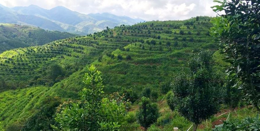 Huyện Tuần Giáo đã trồng được trên 1.600ha cây Mắc ca, chủ yếu ở các xã Quài Tở, Quài Nưa, Nà Sáy, Quài Cang và Chiềng Sinh