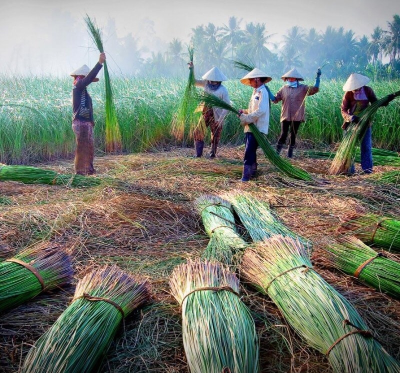 Cây cói, cây đan, sợi đay là những loại nguyên liệu để dệt chiếu. (Ảnh: Internet)