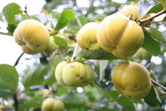 Hồng giòn thích nghi thổ nhưỡng khí hậu vùng cao Mù Cang Chải Yên Bái