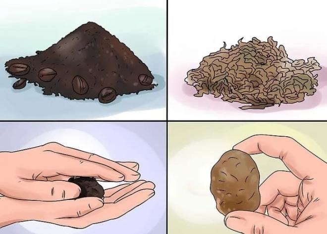 đuổi thạch sùng ra khỏi nhà 2