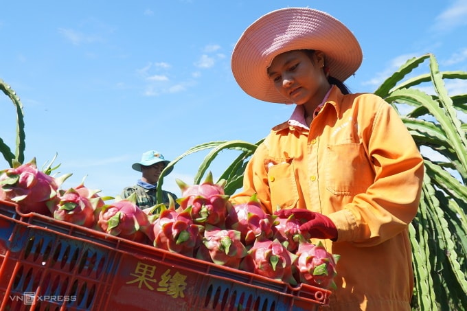 Người dân thu hoạch thanh long ở Bình Thuận. Ảnh: Việt Quốc