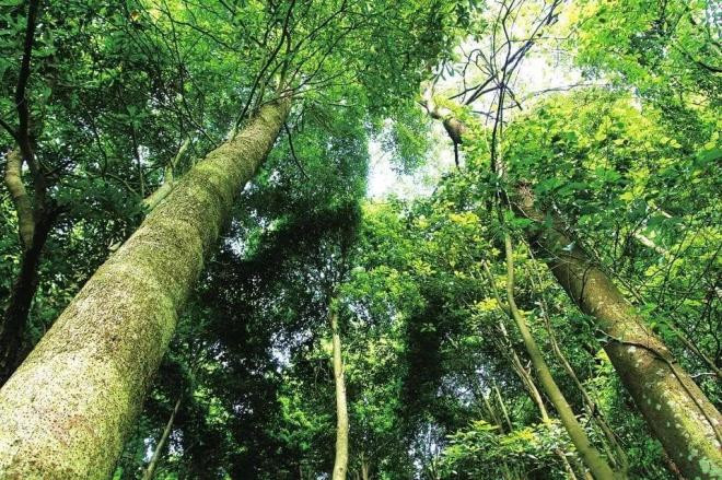 Gỗ sử dụng trong Tử Cấm Thành 3 Gỗ sử dụng trong Tử Cấm Thành 3