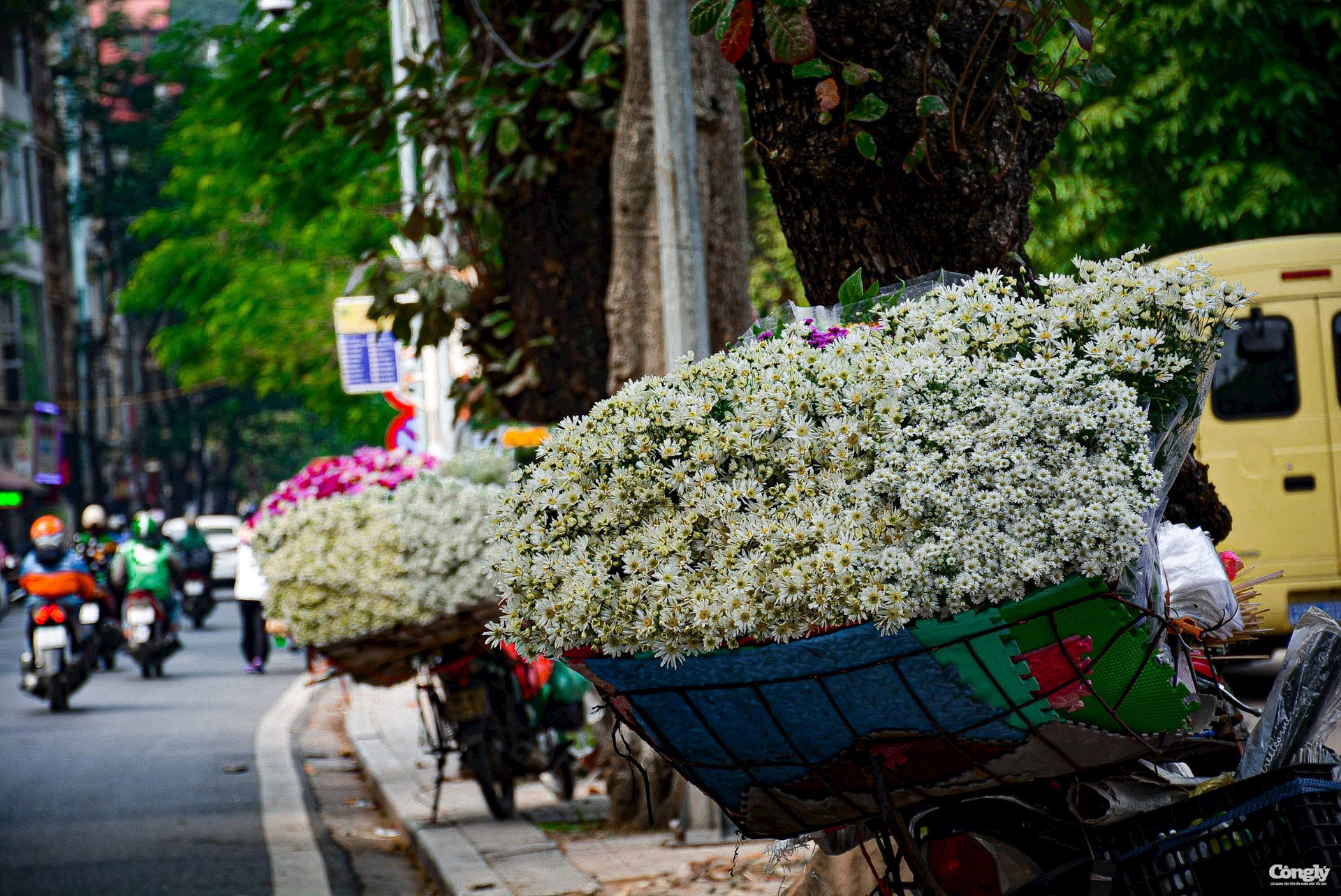 Hãy chiêm ngưỡng vẻ đẹp tuyệt vời của loài hoa Cúc hoạ mi Hà Nội trong ảnh. Với những đóa cúc trắng sạch và hương thơm dịu nhẹ, chắc chắn bạn sẽ cảm thấy sự thư giãn và hạnh phúc.