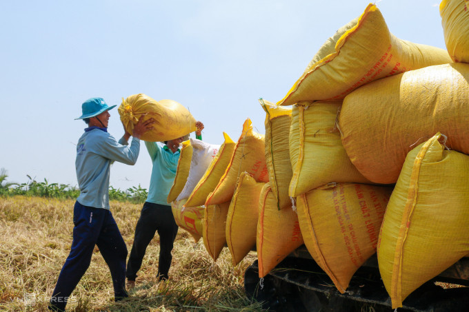 Nông dân thu hoạch lúa ở Sóc Trăng. Ảnh: Nguyệt Nhi