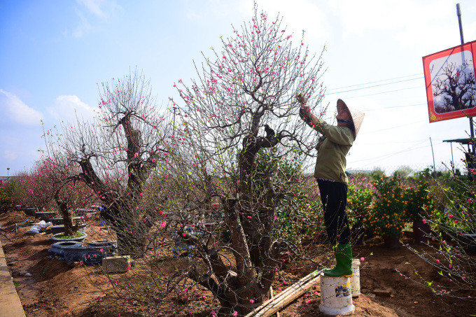 Người dân trồng đào Nhật Tân, Hà Nội chuẩn bị đón Tết Nguyên đán Canh Tý 2020. Ảnh: Giang Huy