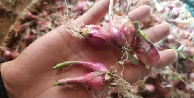 muối dưa hành tím  1