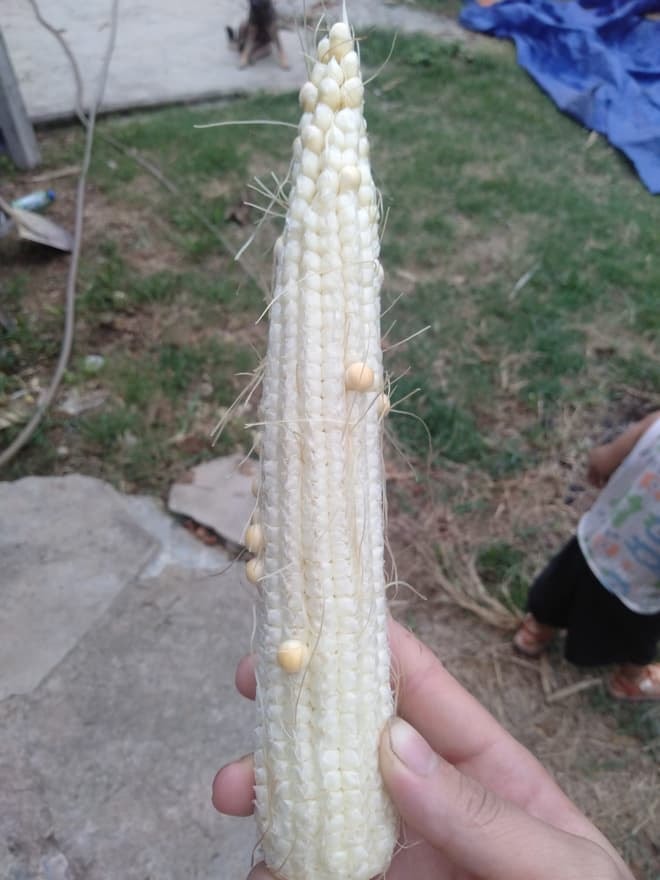 ngô ít hạt 0