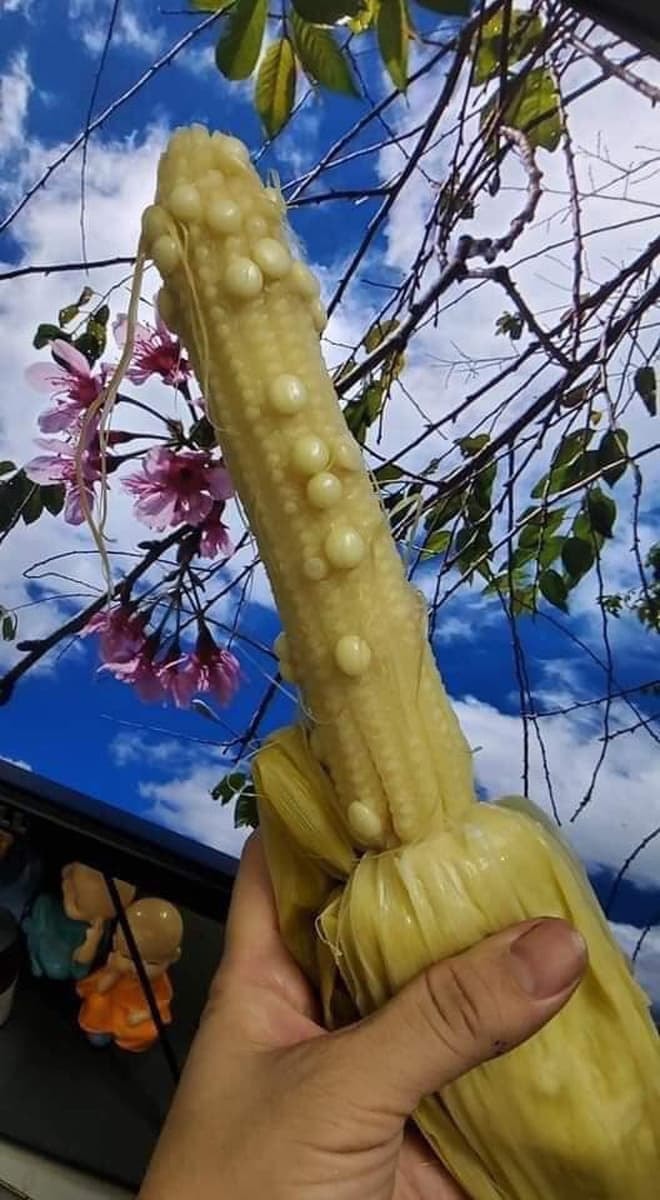 ngô ít hạt 0