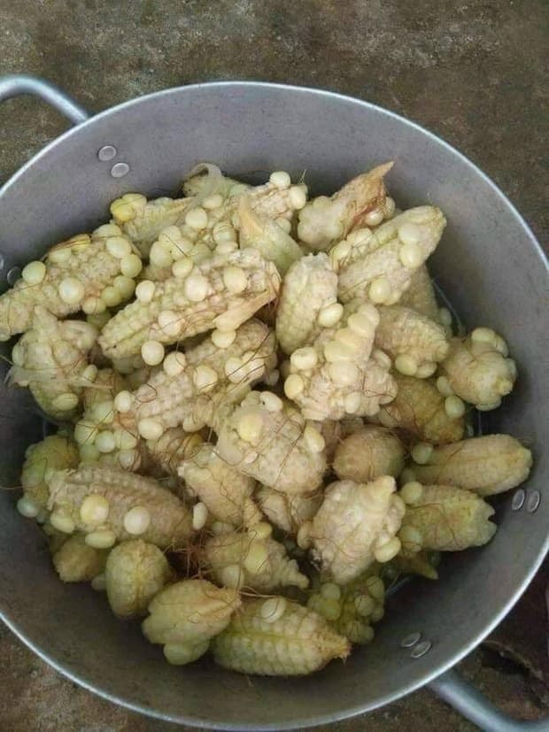 ngô ít hạt 0