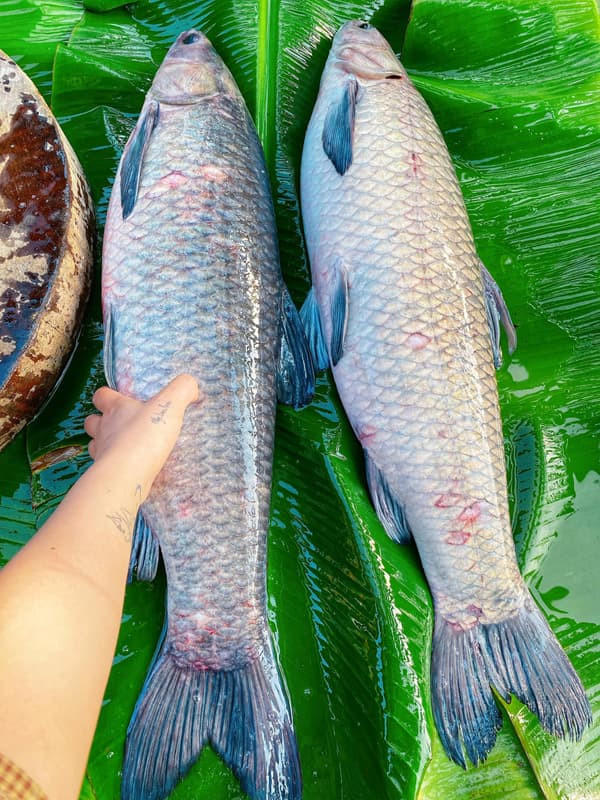 cá kho làng vũ đại 0 cá kho làng vũ đại 0