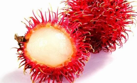 1-cach-an-chom-chom-dung-cach-ngoisaovn-w557-h338 3