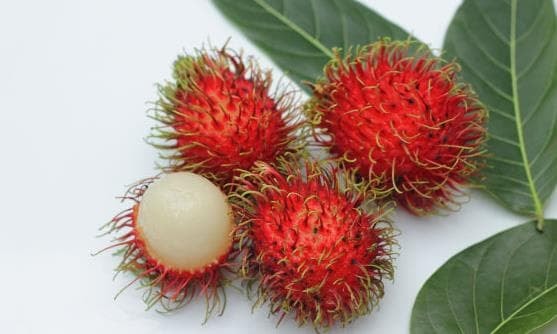 2-cach-an-chom-chom-dung-cach-ngoisaovn-w557-h334 2
