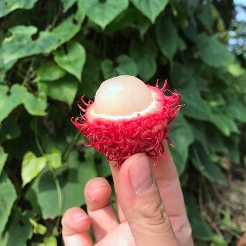 3-cach-an-chom-chom-dung-cach-ngoisaovn-w500-h500 1