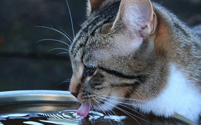 mlem mlem 0