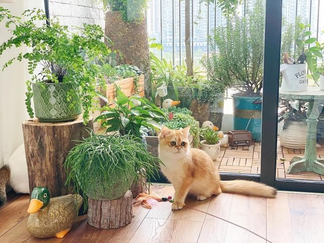 trồng cây ở ban công  0