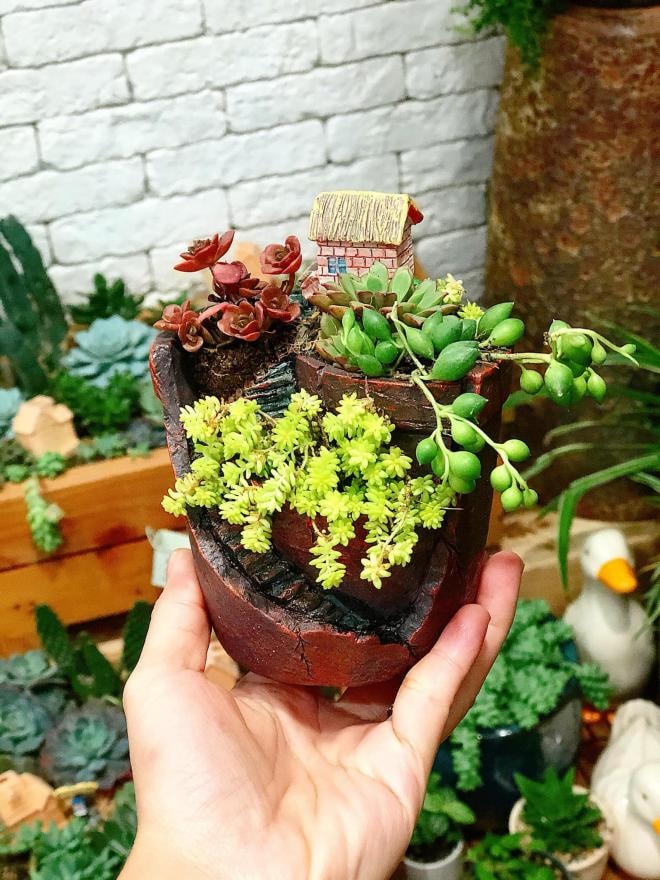 trồng cây ở ban công  0