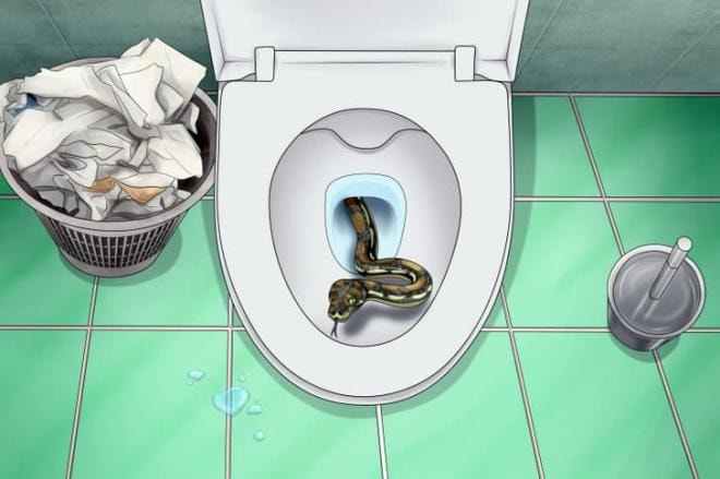 sinh vật bò ra từ bồn cầu  3