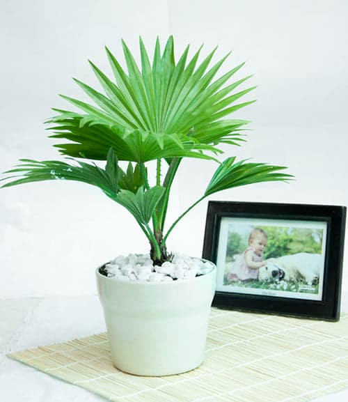 cây trồng trong nhà vệ sinh 9 cây trồng trong nhà vệ sinh 9