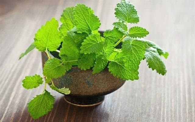 cây trồng trong nhà vệ sinh 2 cây trồng trong nhà vệ sinh 2