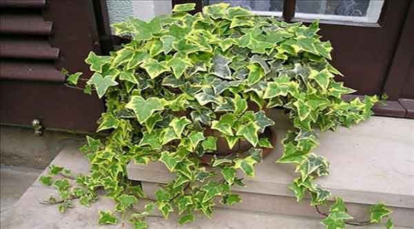 cây trồng trong nhà vệ sinh 5 cây trồng trong nhà vệ sinh 5